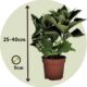 516IBXbmZpL._AC_SL1011_.jpg Plant in a Box - Hydrangea macrophylla 'Early Blue', 'Early Pink', 'Wudu' - Hydrangea - Mix of 6 - Pot 10.5 cm - Height 25-40 cm
