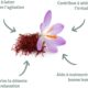 BLANCHE BRESSON - Safran Bio SafrInsideTM - Humeur Positive Serenite - Extrait Brevete Tech'care ExtractionTM - Dosage Optimal 30mg