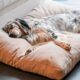 MaxCor Coussin Chien et Chat Rectangulaire a Memoire de Forme Orthopedique - Petit Beige - Impermeable et Relaxant - Soulage et Pres