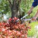 AIRAJ Hedge Shears (60 cm), with serrated blade in three sections and non-stick coating, manual hedge shears for trimming, ideal for