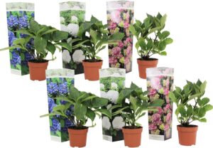 818DcbBjIOL._AC_SL1500_.jpg Plant in a Box - Hydrangea macrophylla 'Early Blue', 'Early Pink', 'Wudu' - Hydrangea - Mix of 6 - Pot 10.5 cm - Height 25-40 cm