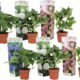 818DcbBjIOL._AC_SL1500_.jpg Plant in a Box - Hydrangea macrophylla 'Early Blue', 'Early Pink', 'Wudu' - Hydrangea - Mix of 6 - Pot 10.5 cm - Height 25-40 cm