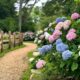 81qImlxyn3L._AC_SL1500_.jpg Plant in a Box - Hydrangea macrophylla 'Early Blue', 'Early Pink', 'Wudu' - Hydrangea - Mix of 6 - Pot 10.5 cm - Height 25-40 cm