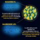 RHODIOLA ROSEA 2X Plus D'actif 5 Rosavine 1,8 Salidroside Qualite Unique Rhodiolife Performance Adaptogene Bien etr