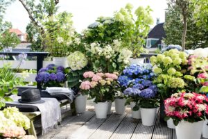 91ZOXvKv3EL._AC_SL1500_.jpg Plant in a Box - Hydrangea macrophylla 'Early Blue', 'Early Pink', 'Wudu' - Hydrangea - Mix of 6 - Pot 10.5 cm - Height 25-40 cm