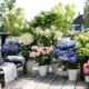 91ZOXvKv3EL._AC_SL1500_.jpg Plant in a Box - Hydrangea macrophylla 'Early Blue', 'Early Pink', 'Wudu' - Hydrangea - Mix of 6 - Pot 10.5 cm - Height 25-40 cm