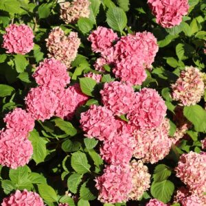 91inWa6qaZL._AC_SL1500_.jpg Plant in a Box - Hydrangea macrophylla 'Early Blue', 'Early Pink', 'Wudu' - Hydrangea - Mix of 6 - Pot 10.5 cm - Height 25-40 cm