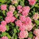 91inWa6qaZL._AC_SL1500_.jpg Plant in a Box - Hydrangea macrophylla 'Early Blue', 'Early Pink', 'Wudu' - Hydrangea - Mix of 6 - Pot 10.5 cm - Height 25-40 cm